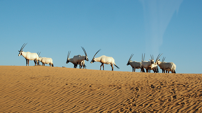 砂漠にいる動物たち