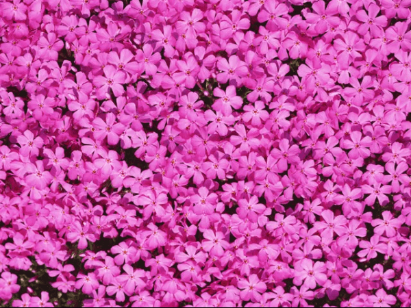 ピンクの絨毯「ふるさとの森公園」の芝桜