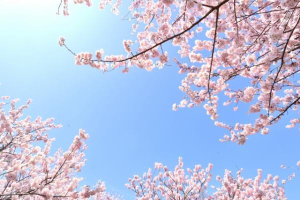 北海道のオススメ桜スポット