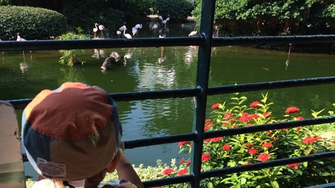 柵越しに池の水鳥を見る子供