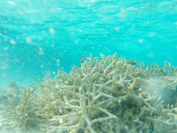 サンゴや海の生き物調査