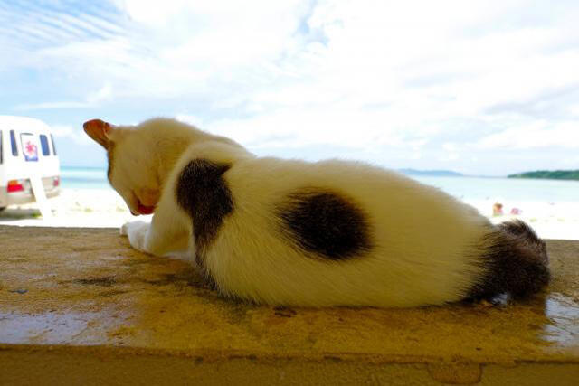 コンドイビーチの猫