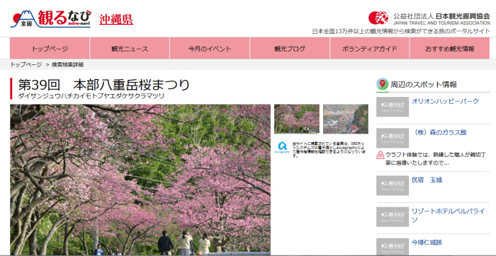 本部半島で日本一早いお花見とタンカン狩りを楽しもう