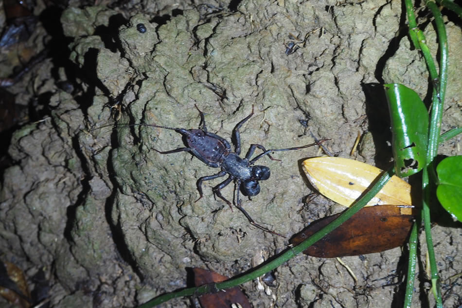 西表島の動物たちに出会える！ 「夜のジャングル探検」に参加してみた