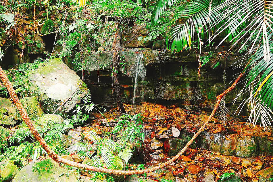 西表島の人気No.1ツアー「マリユドゥ＆カンピレーの滝へ　ジャングルを歩こう」をレポート！