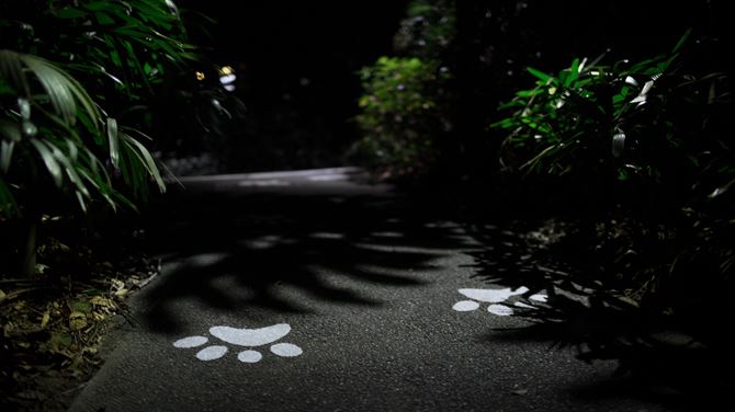 夜のジャングルを散策！多様な動物をゆっくり観察できる4つのトレイルコース