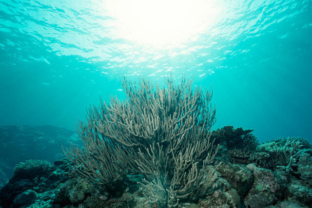 石垣島のサンゴ礁について知ろう！白保サンゴ村